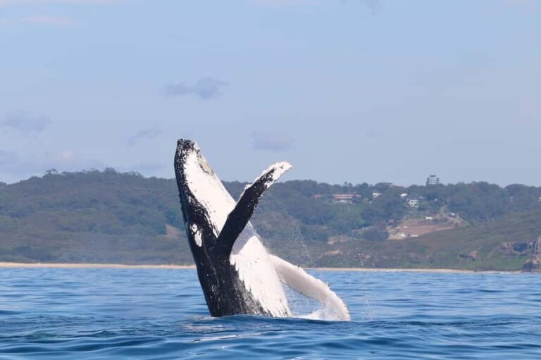 Newcastle: Small Group Humpback Whale Encounter Tour - Authentic Insights from Reviews