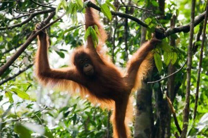 Night Frogs Tour at Kubah National Park - Itinerary Breakdown