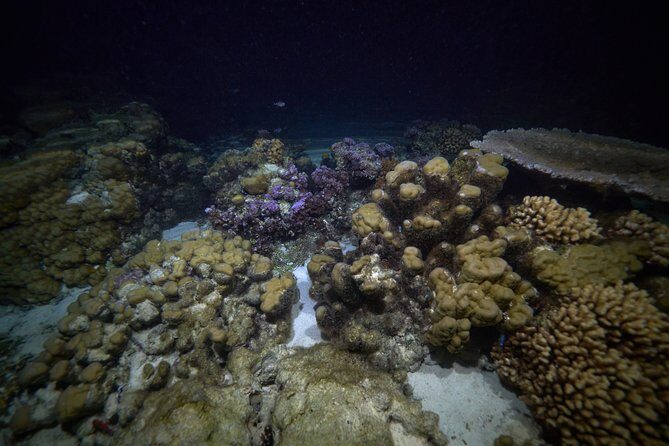 Night Snorkeling - Final Thoughts
