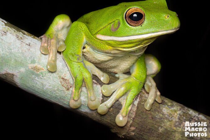 Night Walk in Cairns Botanic Gardens - Let's Go Buggin - The Itinerary in Detail