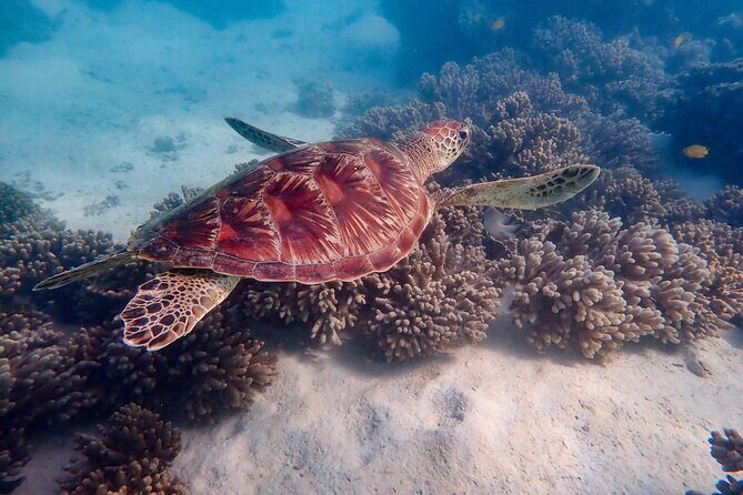 Ningaloo In A Full day Hike and Snorkel Tour - Exploring the Day’s Itinerary
