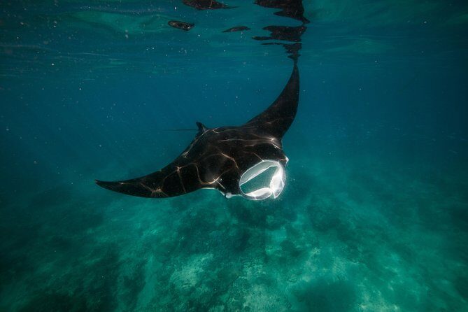 Ningaloo Reef Snorkel and Wildlife Adventure - Frequently Asked Questions
