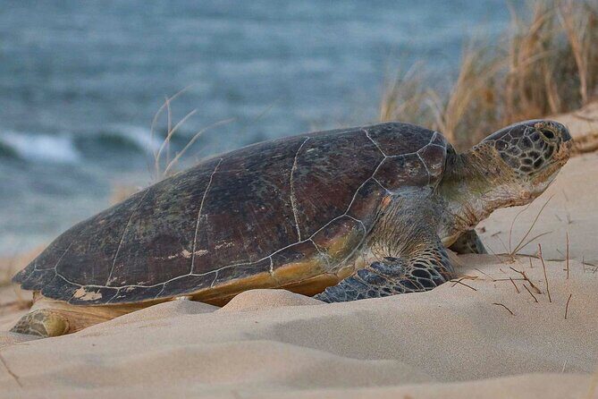 Ningaloo Turtle Watching and Stargazing Tour - Watching Turtles in Action