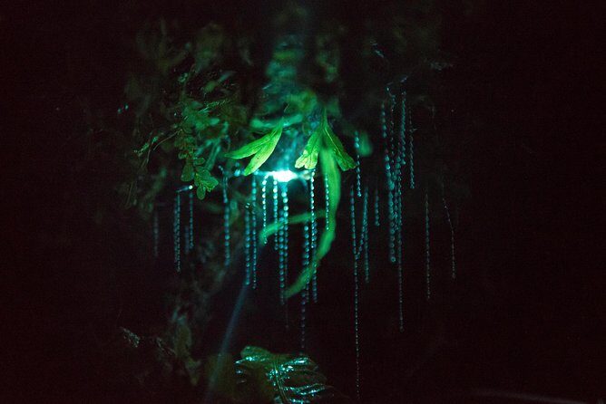 Nocturnal adventure Glow-worm tour - Who This Tour Is Best For