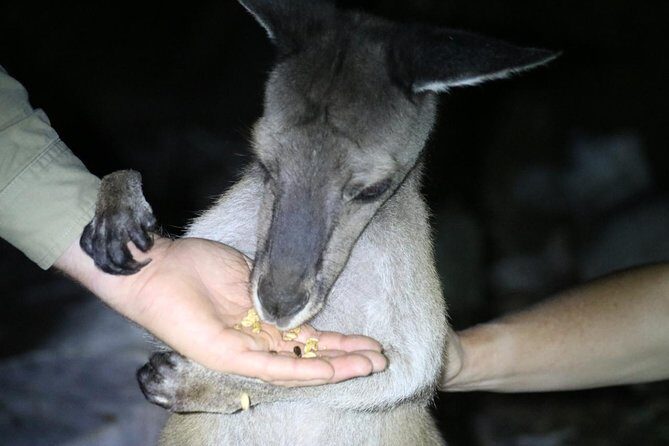 Nocturnal Wildlife Tour from Busselton - The Practicalities and Value