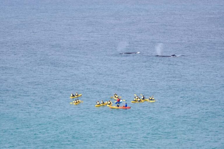Noosa: Epic Whale Watching Ocean Kayak Tour & Beach 4X4 - What to Expect on the Water