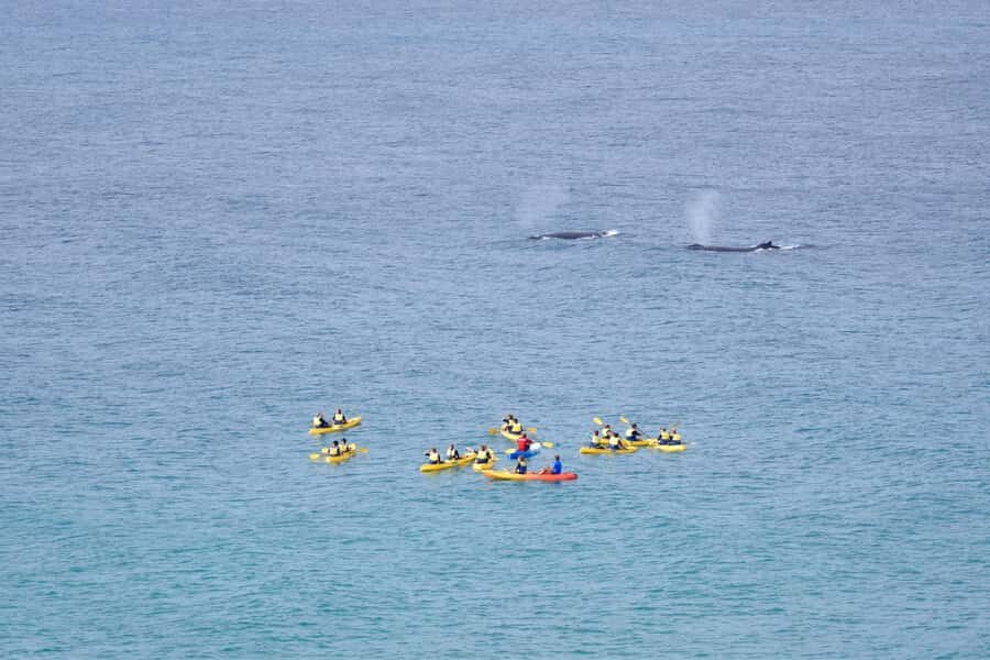 Noosa: Epic Whale Watching Ocean Kayak Tour & Beach 4X4 - What to Expect on the Water