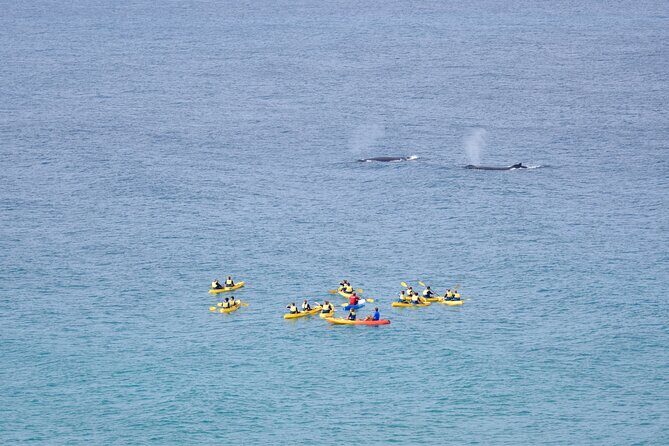 Noosa: Epic Whale Watching On Ocean Kayaks & Beach 4X4 Tour - Authentic Experiences and Practical Value