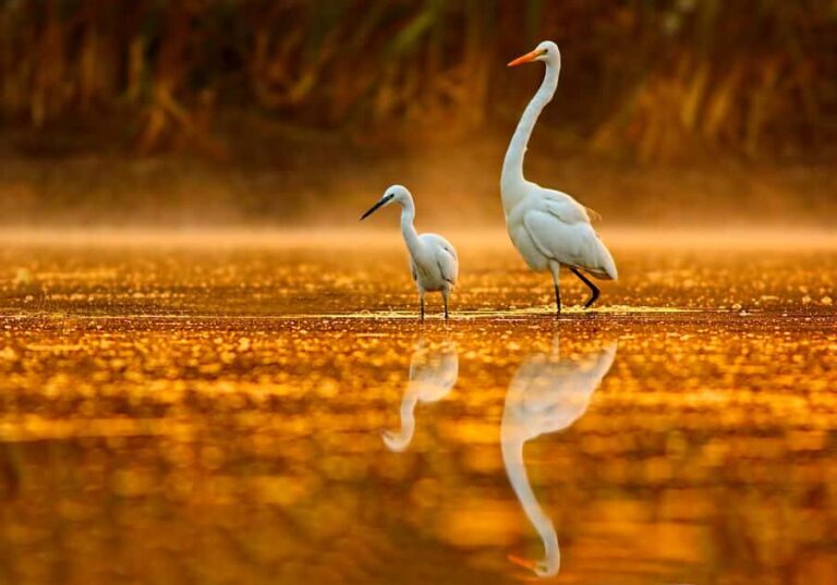 Noosa: Everglades Explorer Cruise - What Makes This Tour Special?