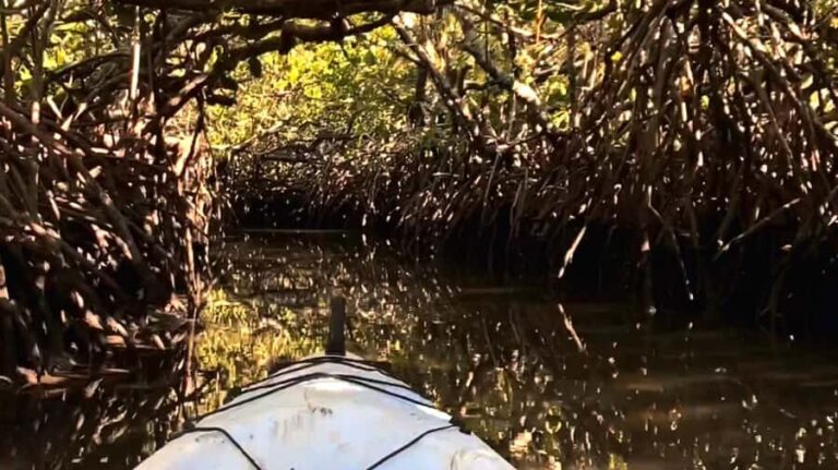 Noosa Heads: Hidden Waterways Wildlife Kayak (Fully Guided) - What You Can Expect from the Experience