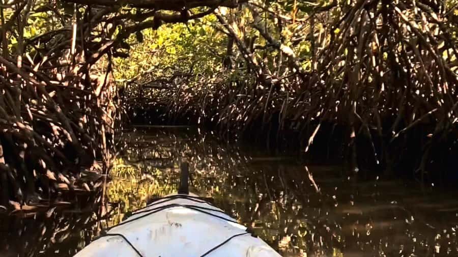 Noosa Heads: Hidden Waterways Wildlife Kayak (Fully Guided) - What You Can Expect from the Experience