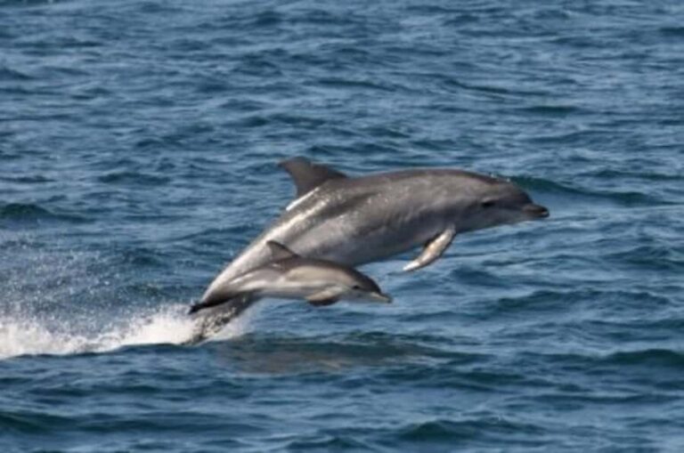 Noosa: National Park and Dolphin Watching Safari - Who is This Tour Perfect For?