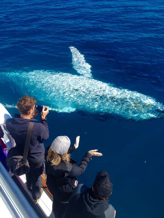 Noosa; Noosa Ocean Adventures - Whale Watching - The Itinerary: What Makes Each Part Special