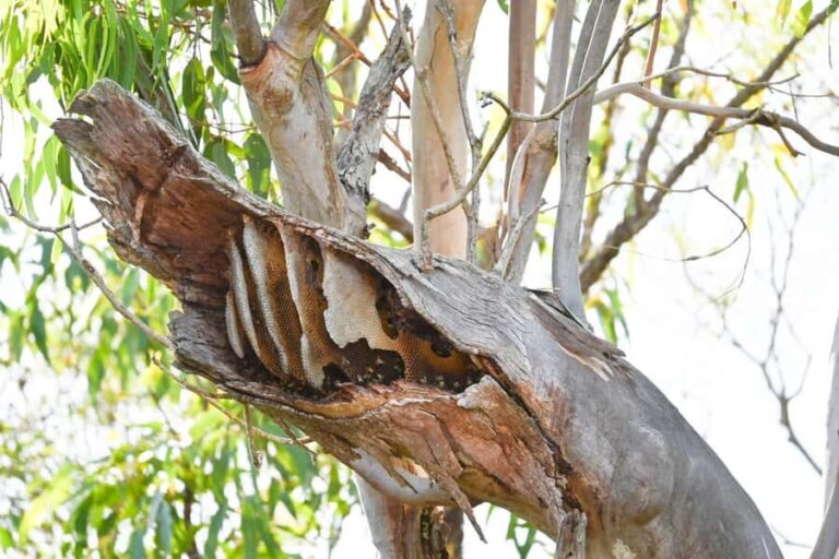 Noosa: Noosa River Eco Tour - Who Should Consider This Tour?
