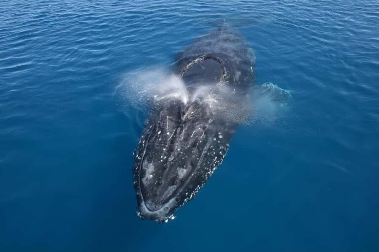 Noosa: Noosa Whale Watching Tour - Authentic Feedback from Past Travelers