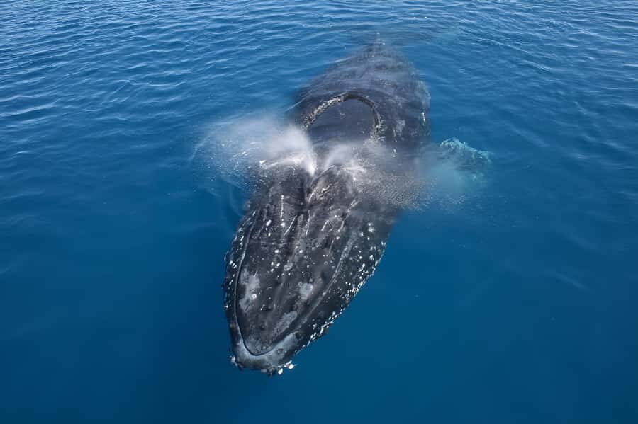 Noosa: Noosa Whale Watching Tour - Authentic Feedback from Past Travelers