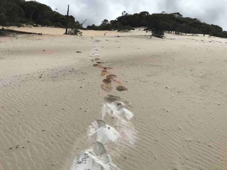 Noosa: Rainbow Beach Tour via Noosa Hinterland and Cooloola - The Value of the Experience