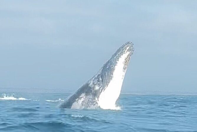 Noosa Whale Watching Cruise Humpback Whale Adventure - Final Thoughts