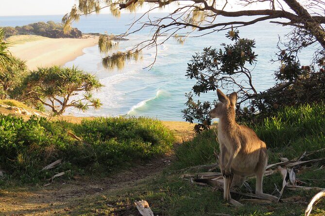 North Stradbroke Island Private Cultural Tour from Brisbane - Comfort and Convenience