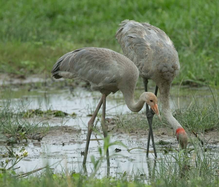 Northern Territory: Corroboree Billabong Nature Cruises - What the Reviews Say