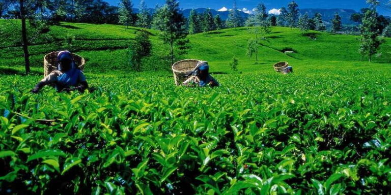 Nuwara Eliya: All-Inclusive Private Sightseeing Day Tour - What Makes This Tour Stand Out?