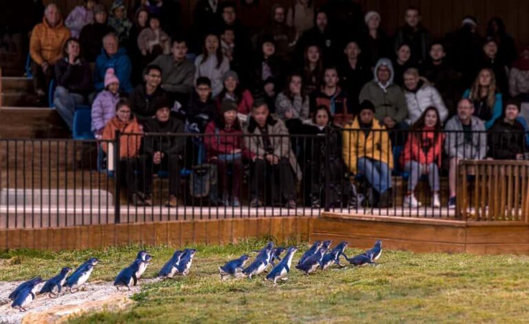 Oamaru: Penguins Evening Viewing Ticket - What to Expect: A Step-by-Step Breakdown