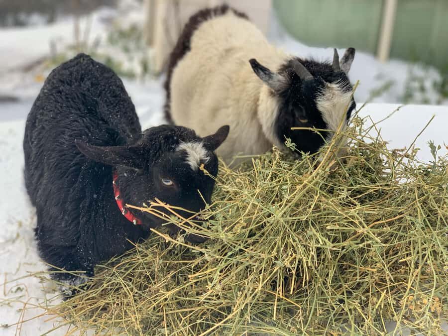 Oberon: Breaky with The Crew - Animal Lover Experience! - The Experience in Detail