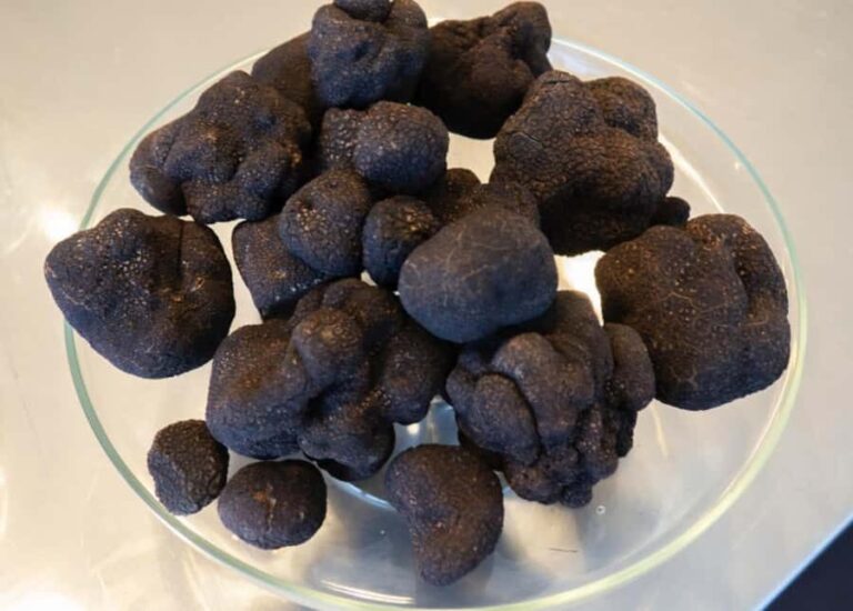 Oberon: Truffle Hunt and Tasting Experience - How Does It Stack Up in Value?