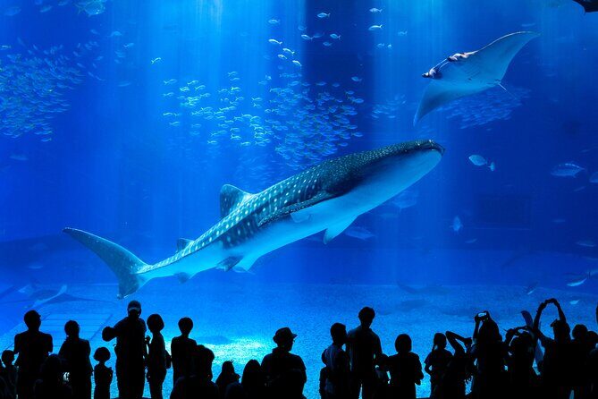 Okinawa Hip-hop Bus B - 2 Course Tour (Okinawa Churaumi Aquarium) - Why This Tour Works for Travelers