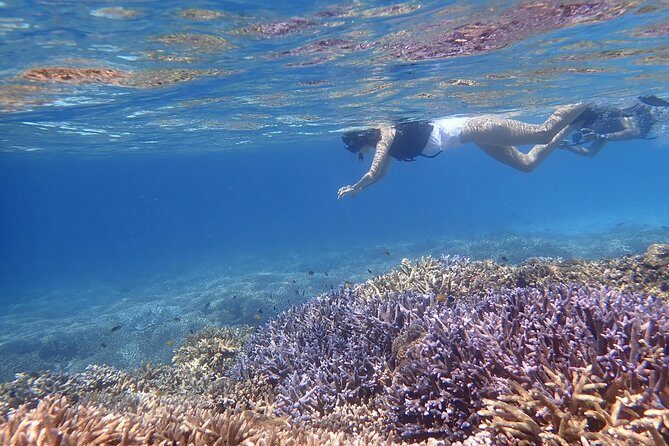 Okinawa Iriomote Snorkeling Tour at Coral Island - Real Travelers’ Perspectives