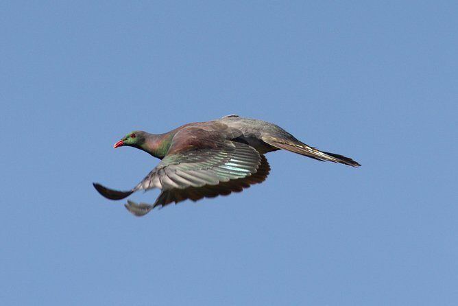 One Day Birding Adventure - Deep Dive into the Experience