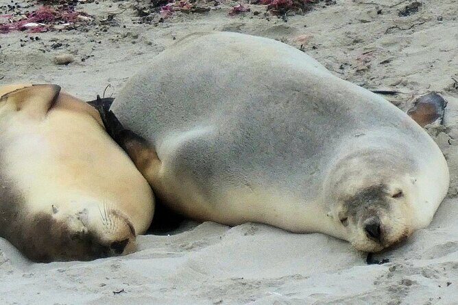 One Day Kangaroo Island Highlights Tour - Why Do People Love This Tour?