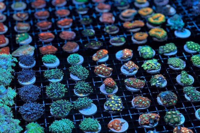 One Hour Coral Farm Tour, Discover Australia's Marine Life - The Value of This Coral Farm Tour