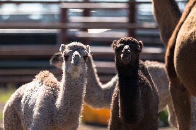 One Hump Camel Farm and Wine Tour - Visit to Summer Land Camels
