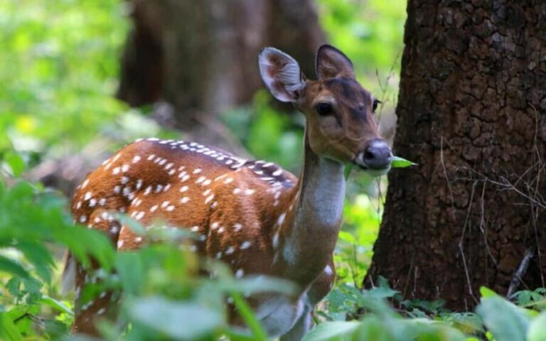 Ooty & Bandipur Safari Day Tour from Coimbatore - Detailed Breakdown of What Youll Experience