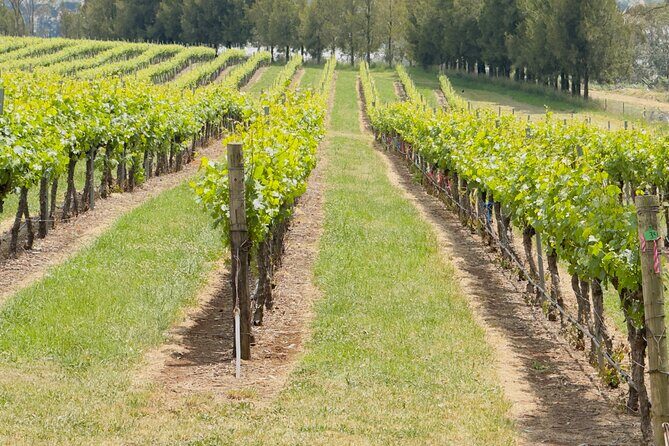 Orange Region Winery Experience by Onayi - Analyzing the Value