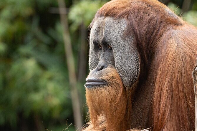 Orangutan Experience at Melbourne Zoo - excl. entry - The Value of Behind-the-Scenes Access