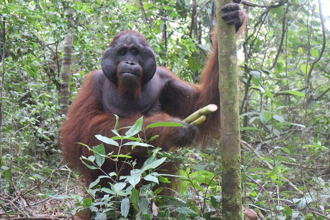 Orangutan Safari Kelotok Houseboat 3 Days 2 Nights Private - FAQs