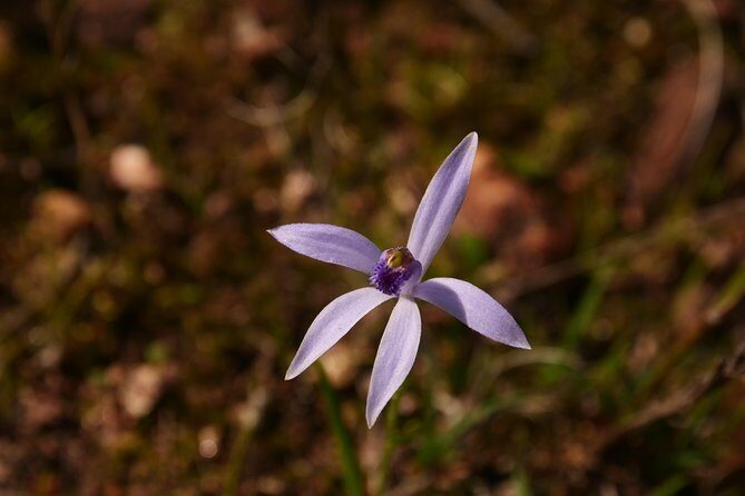 Orchids and Wildflowers Photographic Day tour from Perth - Who Will Appreciate This Tour?