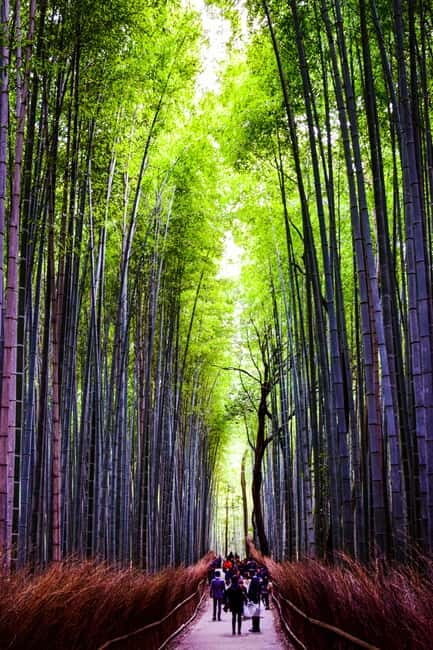Osaka, Nara and Kyoto Day Trip with English Speaking Driver - Authentic Experiences and Genuine Value