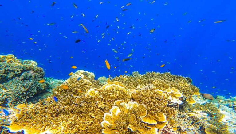 Oslob: Sumilon Sand Bar, Whale Sharks & Sardines Snorkeling - What’s Included and What’s Not