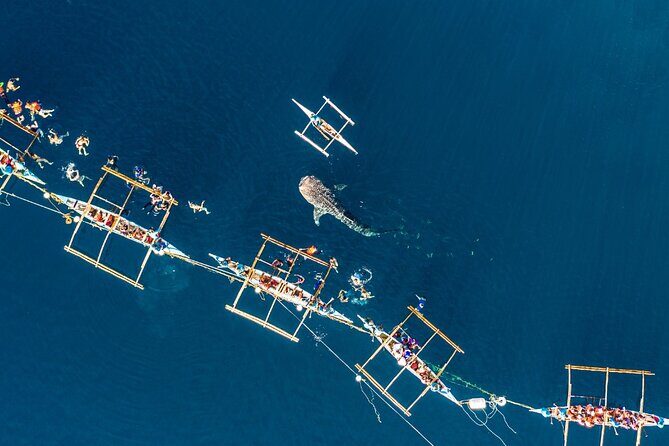 Oslob Whale Shark Group Tour with Sumilon Island & Tumalog Falls - The Itinerary in Detail