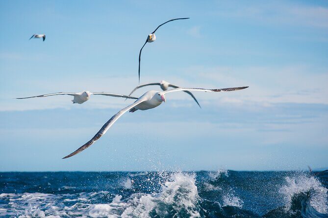 Otago Harbour Wildlife Cruise (Dunedin Shore Excursion) - Practical Tips for Booking and Participation