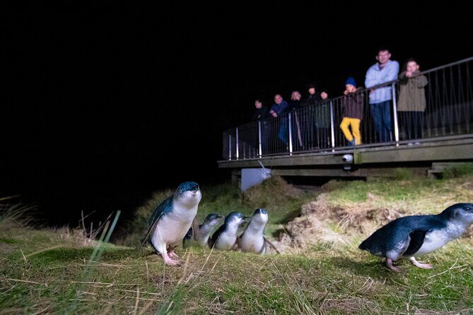 Otago Peninsula In-Depth Tour & Blue Penguins Pukekura Experience - Transportation, Group Size, and Overall Value