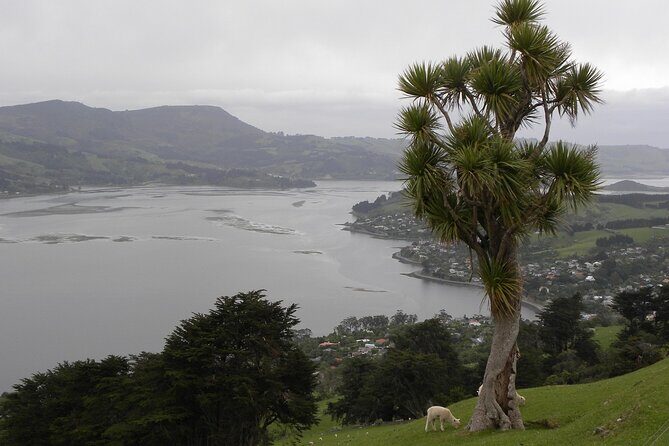Otago Peninsula Tour and Larnach Castle City Sights (min 4 ) - Detailed Breakdown of the Itinerary