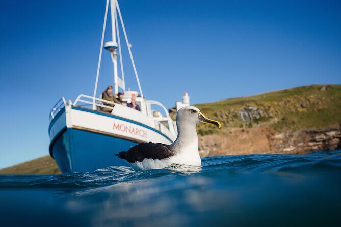 Otago Peninsula Wildlife Cruise with Monarch - Who Will Love This Experience?