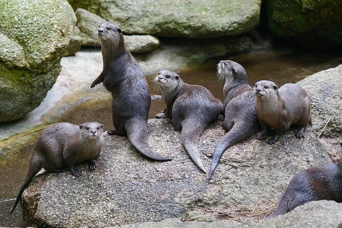 Otter Experience at Melbourne Zoo - excl. entry - The Experience’s Fit