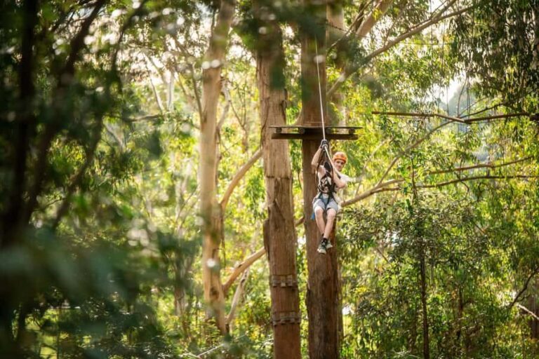 Ourimbah: Central Coast Treetops Adventure Tree Ropes Course - Practical Tips for Visitors
