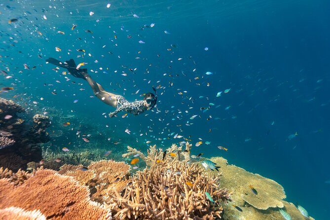 Outer Great Barrier Reef Snorkel Adventure in Airlie Beach - Who Should Consider This Tour?