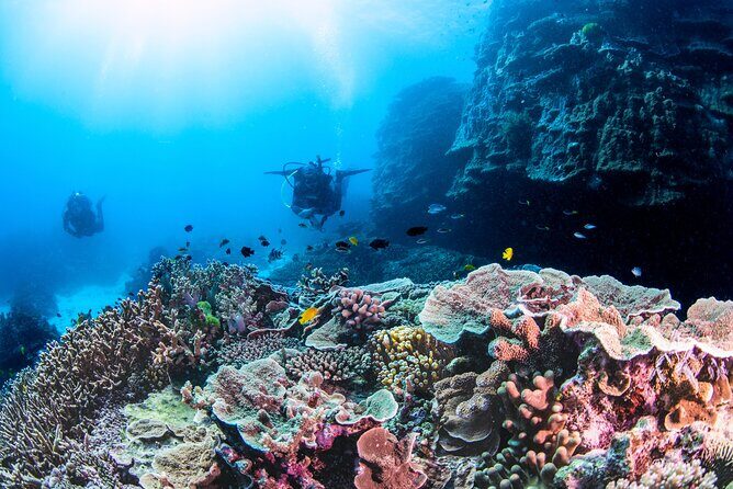 Outer Reef Scuba Diving Day Tour from Agnes Water 1770 - The Dive Experience (or Snorkel, if Certified)